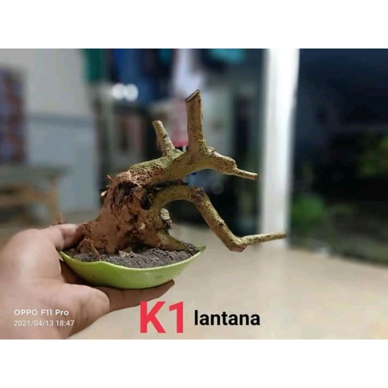 BAHAN BONSAI LANTANA DONGKELAN.UKURAN SMALL PROSPEK,10K