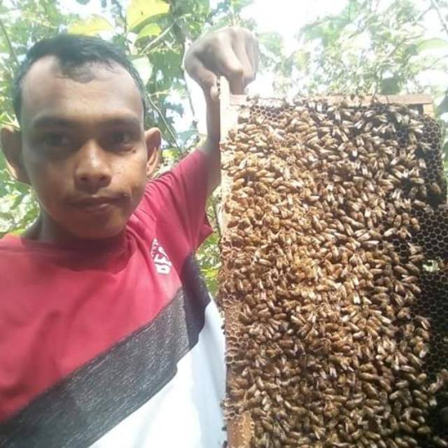 

Madu Murni Asli 100% tanpa campuran 750ml
