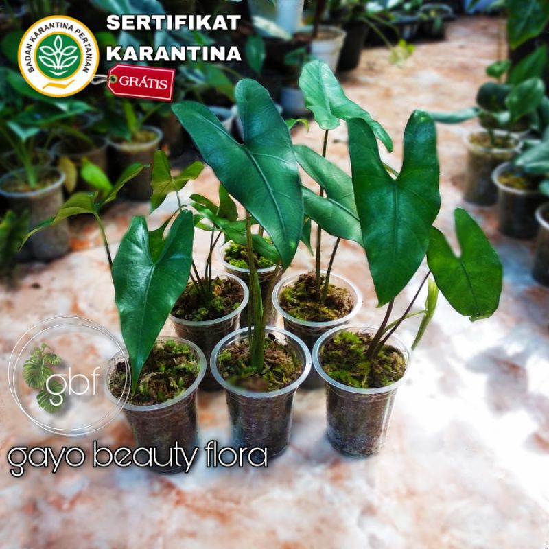 Tanaman Hias - Alokasia Princeps / Alocasia Princeps / Borneo Sp. - Remaja -