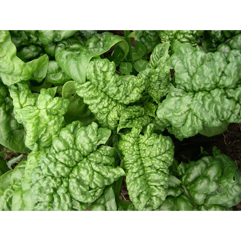 Benih Bibit Biji - Spinach Bloomsdale Long Standing (Spinacia oleracea) Seeds - IMPORT