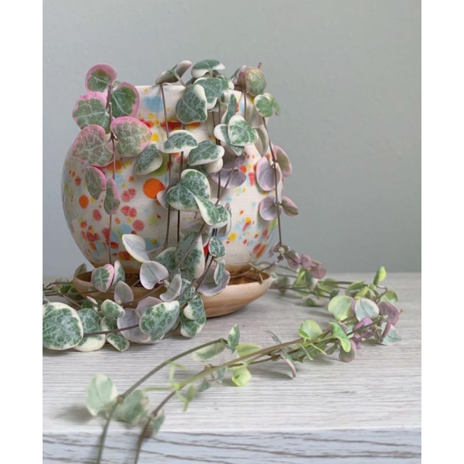 string of heart variegata