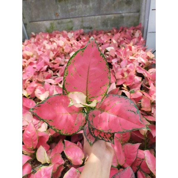 Aglonema Red Anjamani Remaja