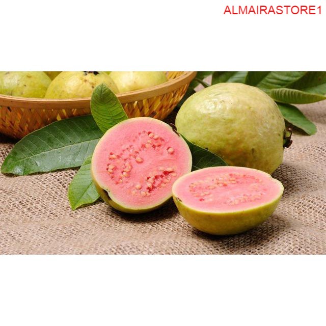 

Buah Segar FRESH Jambu Biji 1KG -WFB