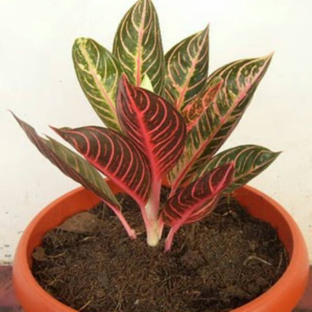 Bibit bunga  aglonema  red sumatera Shopee  Indonesia