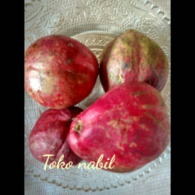 

Buah mahkota dewa fres 100gr