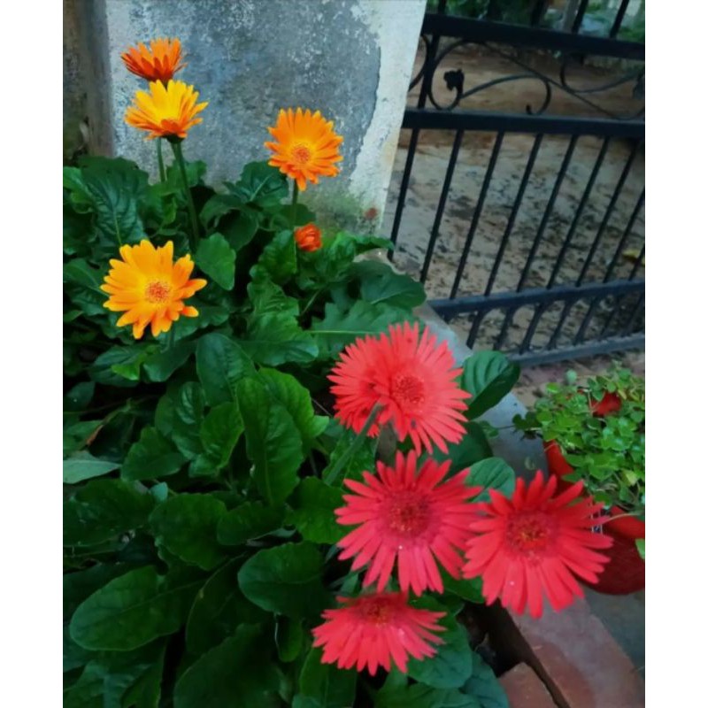 TANAMAN BUNGA HIDUP BUNGA GERBERA WARNA BUNGA RANDOM |COD| PROMO