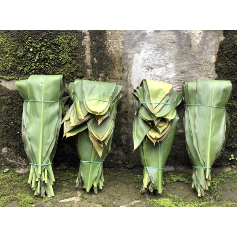 

Daun hanjuang besar untuk bungkus Bakcang /Kicang satuan fresh COD ON