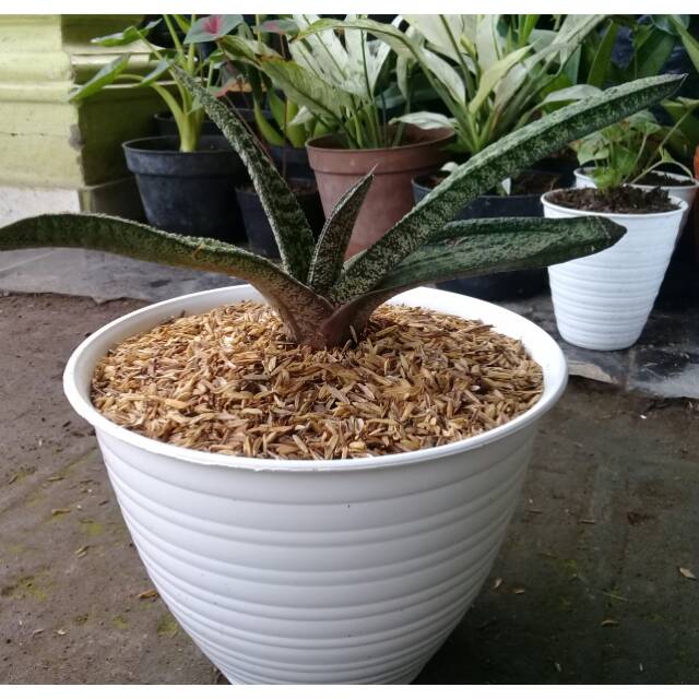 Tanaman Hias Sansivera Lidah Jin Tombak Mirabilisshop Gasteria Shopee Indonesia