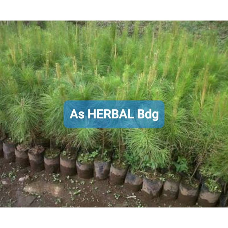 Bibit Pohon Pinus / bibit pinus super-az