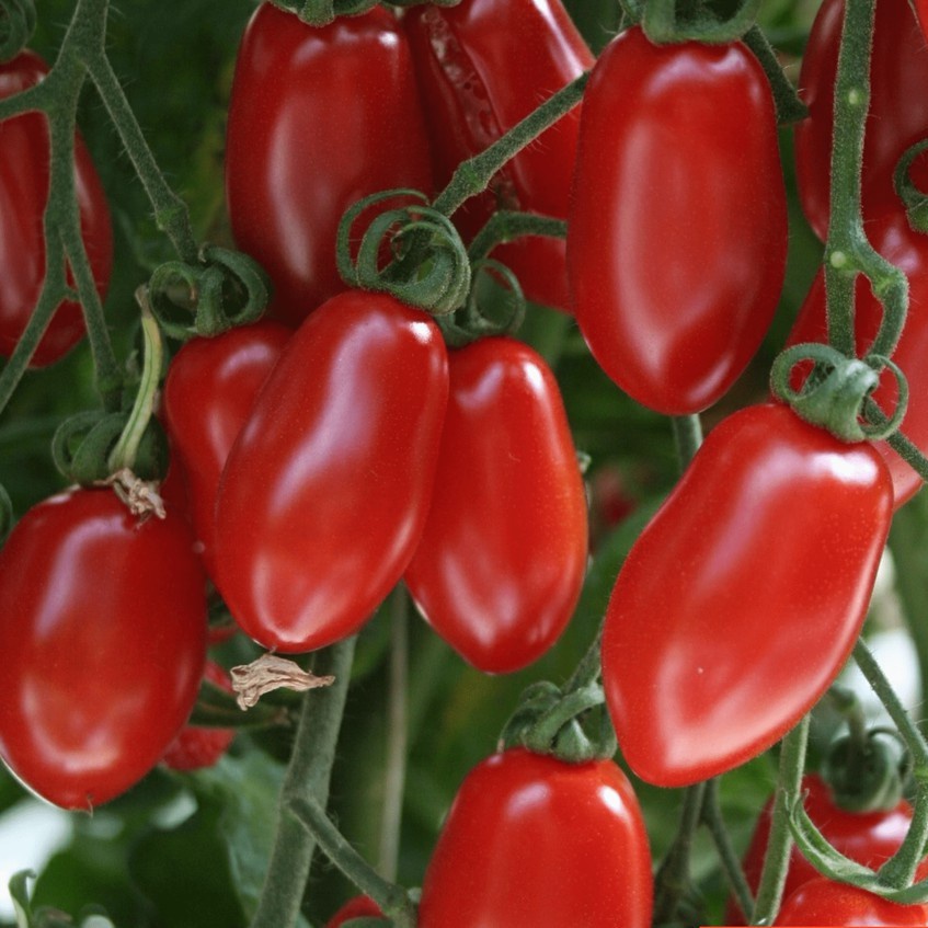 Benih Seribuan - 12 Bibit Sayuran Tomat Cherry Tropical Ruby F1 Hibrida