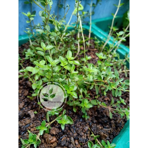 Pohon thyme - Bibit tanaman thyme satu pot - Common thyme - Daun herba