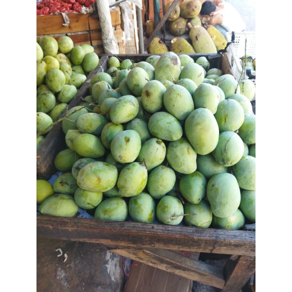 

mangga indramayu /1 kg