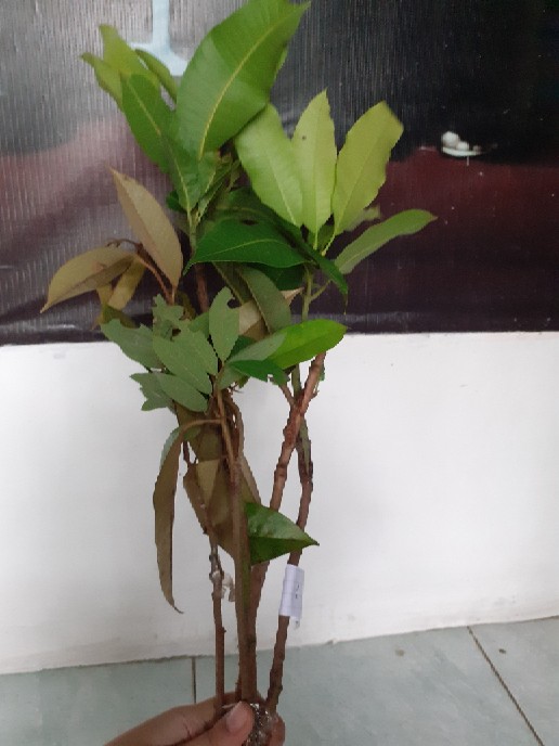 Bibit Kelengkeng Matalada