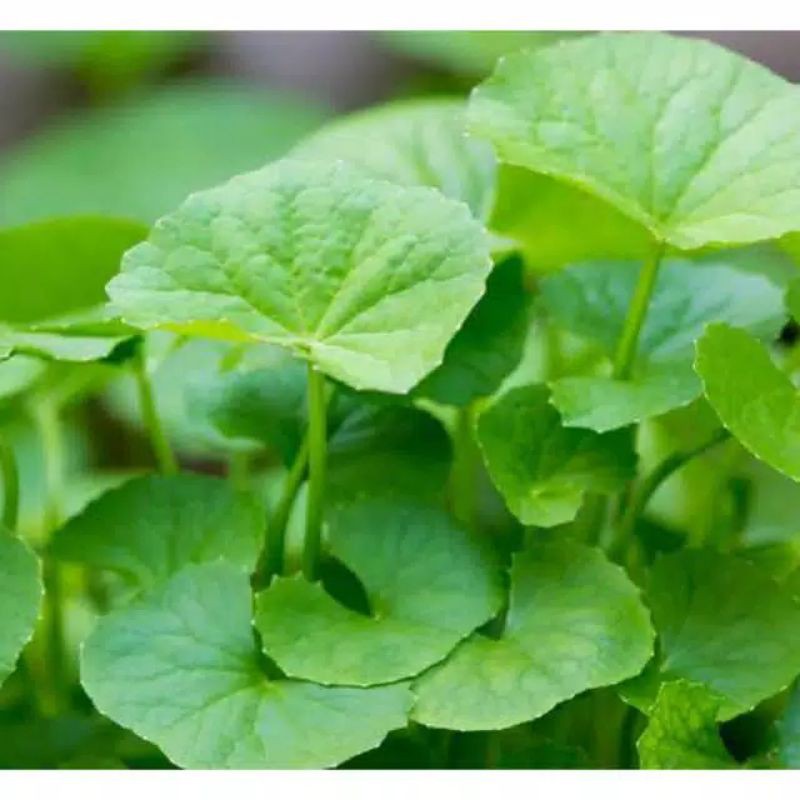 

Daun pegagan atau daun antanan 500 gram