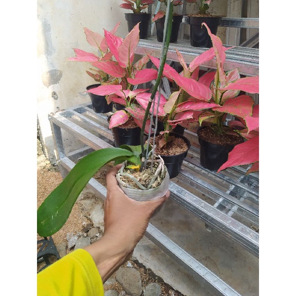 Afkir No Komplain Anggrek Bulan ex rental