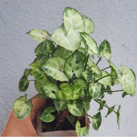 Tanaman Hias tanaman Keladi SYNGONIUM MINI PUTIH Bibit Caladium Syngonium Mini Putih