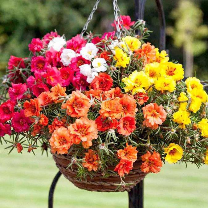 

TERMURAH Portulaca Double Mix 50 BenihPack