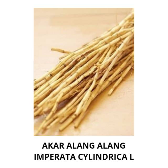

AKAR ALANG ALANG IMPERATA CYLINDRICA 1KG