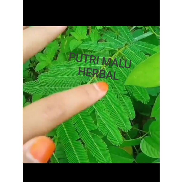 

PrOmO PUtri malu HerbaL 100gram(Fress)