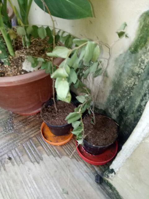 Bibit Bidara Arab/sidr 25-35cm