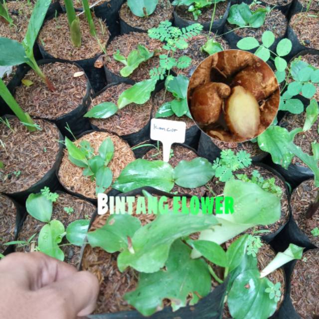 Kencur-cikur-kawicer tanaman herbal rimpang kencur-cikur