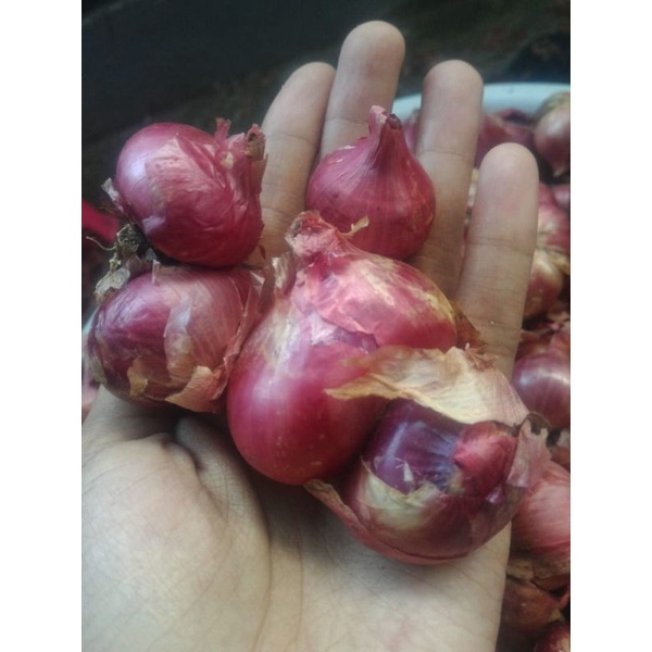 

bawang merah