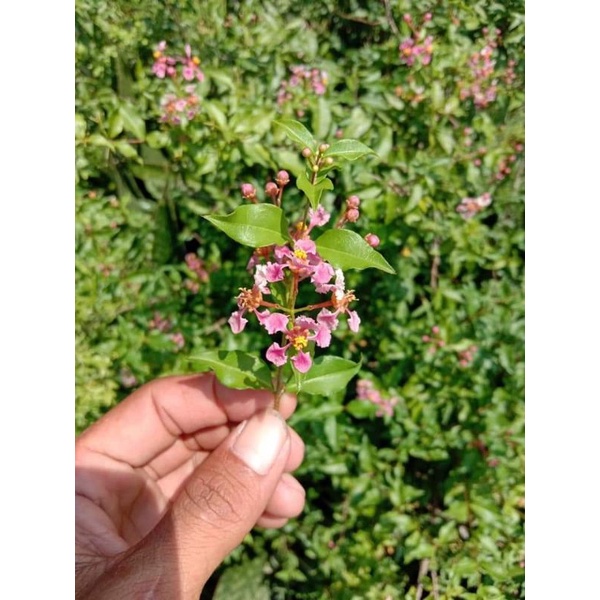 bibit tanaman bunga/bonsai sakura mikro