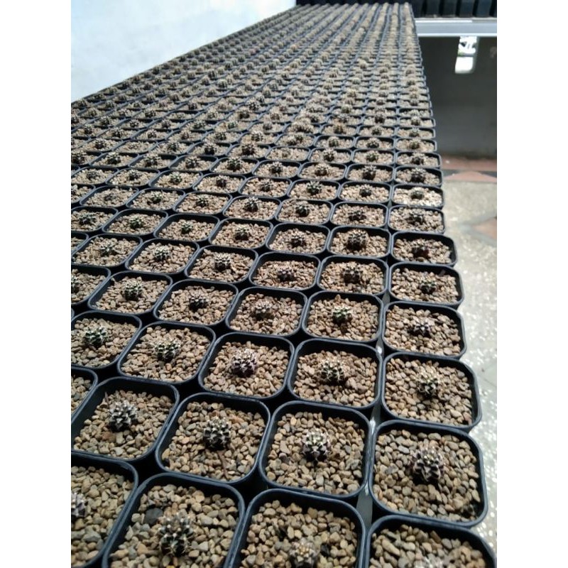 kaktus gymno hybrit/kaktus miha hybrit