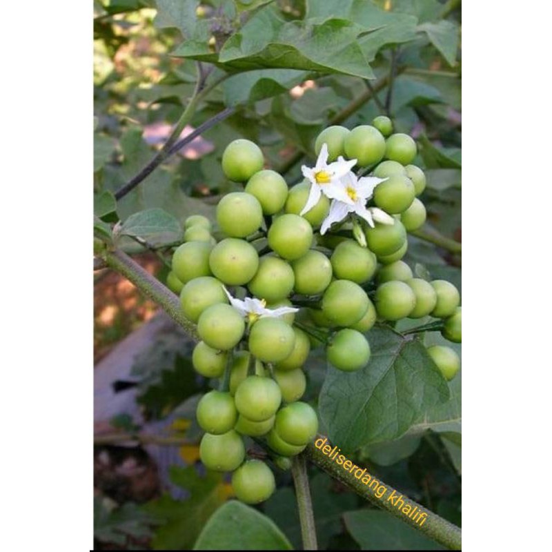 

BUAH CEMPOKAK/TAKOKAK