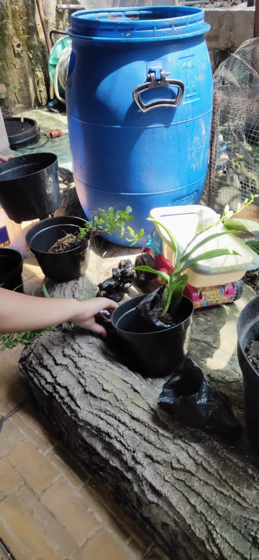 Pohon Anti Nyamuk Lapender Tanaman Lapender