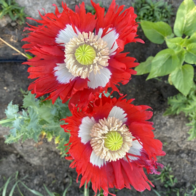 Jual Benih Biji Bunga Popi Poppi Batik Putih Merah Striped White Red Popy Poppy Danish Flag