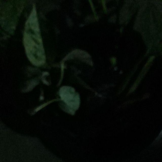 Tanaman Hias Sirih Gading Varigata