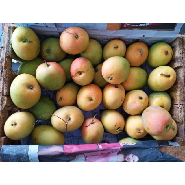 Mangga Gedong Gincu Majalengka 2kg