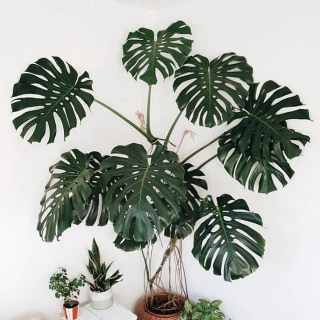 Tanaman Hias Philodendron Monstera Deliciosa King Original Plantae Shopee Indonesia