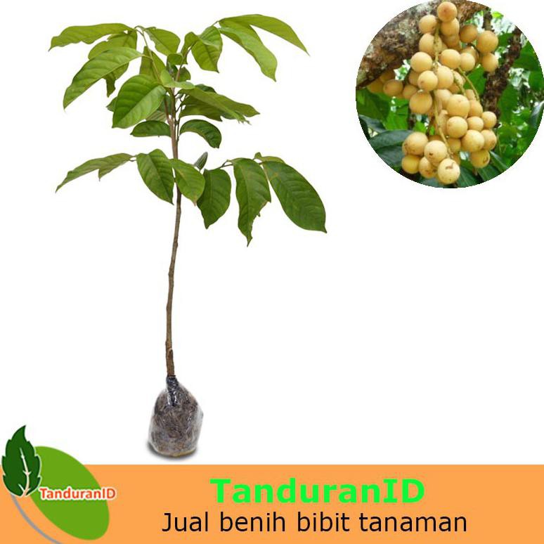 Tanaman Buah Duku Palembang Asli Kk”