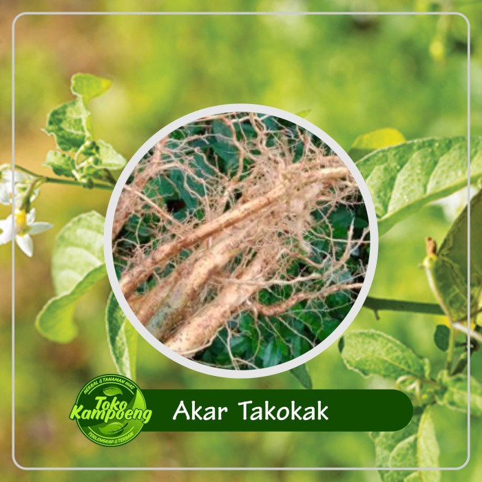 

Akar Takokak Segar Basah Solanum torvum terung pipit rimbag