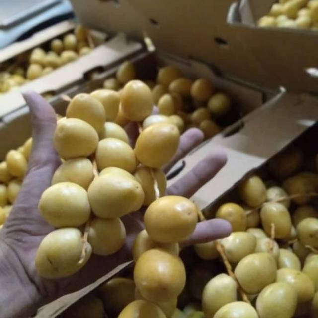 

Kurma Muda Fresh 1kg