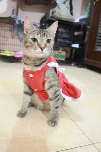 Dress maid anime red vermilion / baju kucing lucu terlaris / baju kucing dan anjing size S M L XL