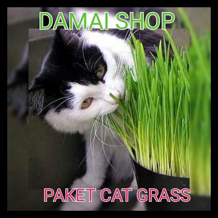 Paket Cat Grass ( Paket Lengkap Rumput Kucing Pot +Media + Benih )