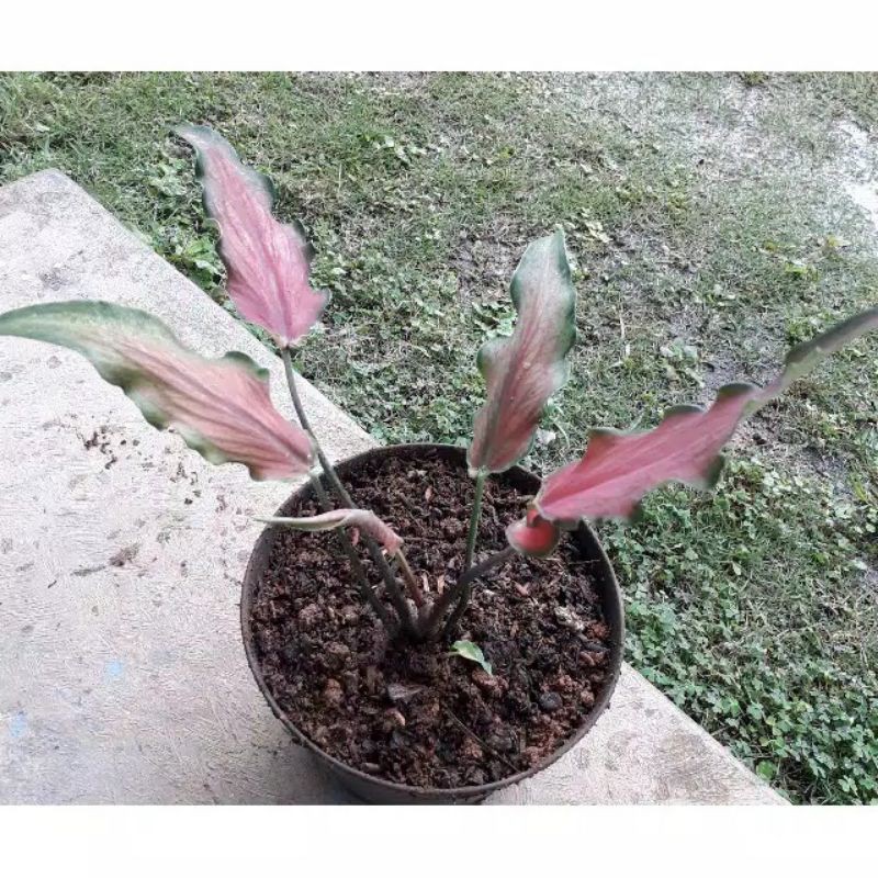 keladi keris || Keladi Keris merah