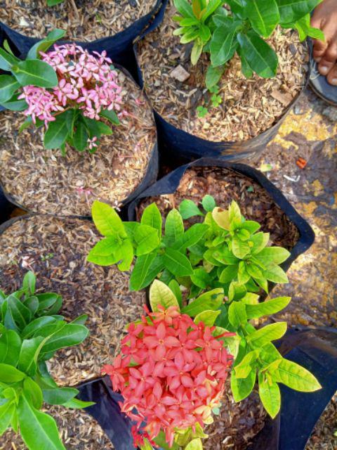 Tanaman Hias Bunga Asoka