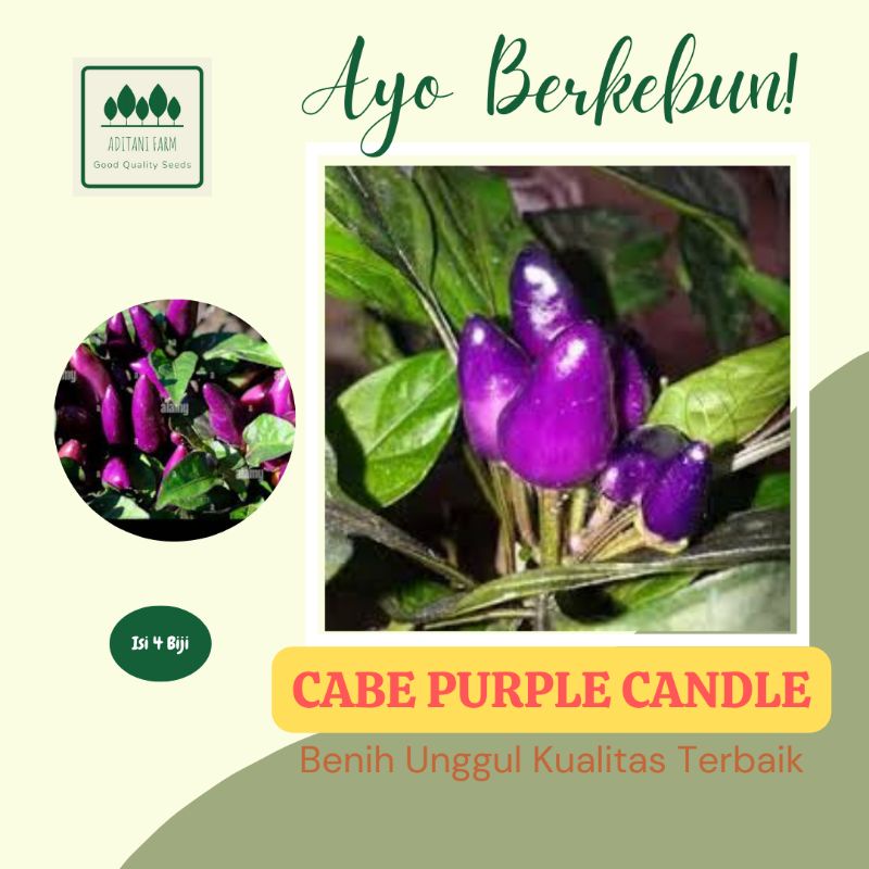 4 Biji | Benih Cabe Hias Purple Candle | Cabai Unik Lilin Ungu Repack