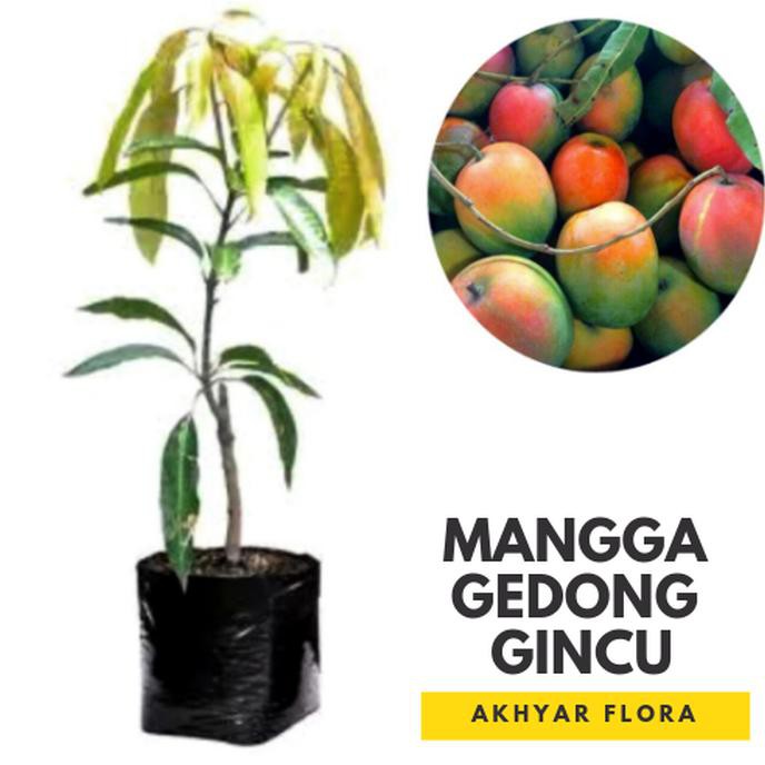 BIBIT MANGGA GEDONG GINCU POHON MANGGA BIBIT BUAH MANGGA GEDONG GINCU BSSG