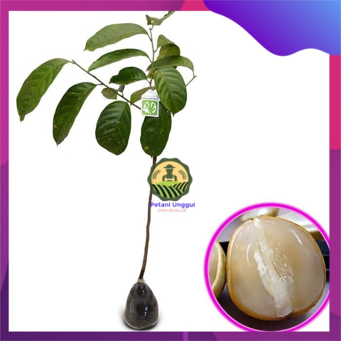 Bibit Buah Duku Palembang