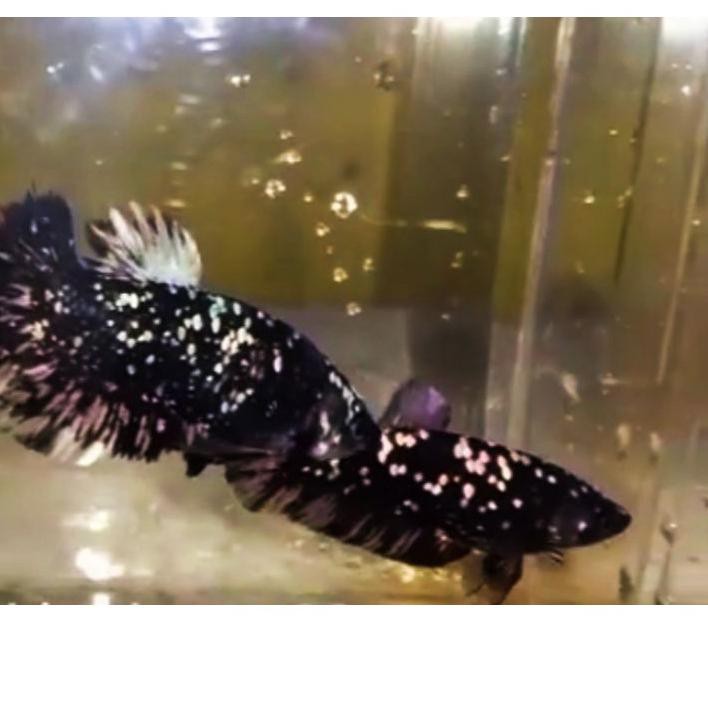 SALE avatar cooper gold avcG siap breed .