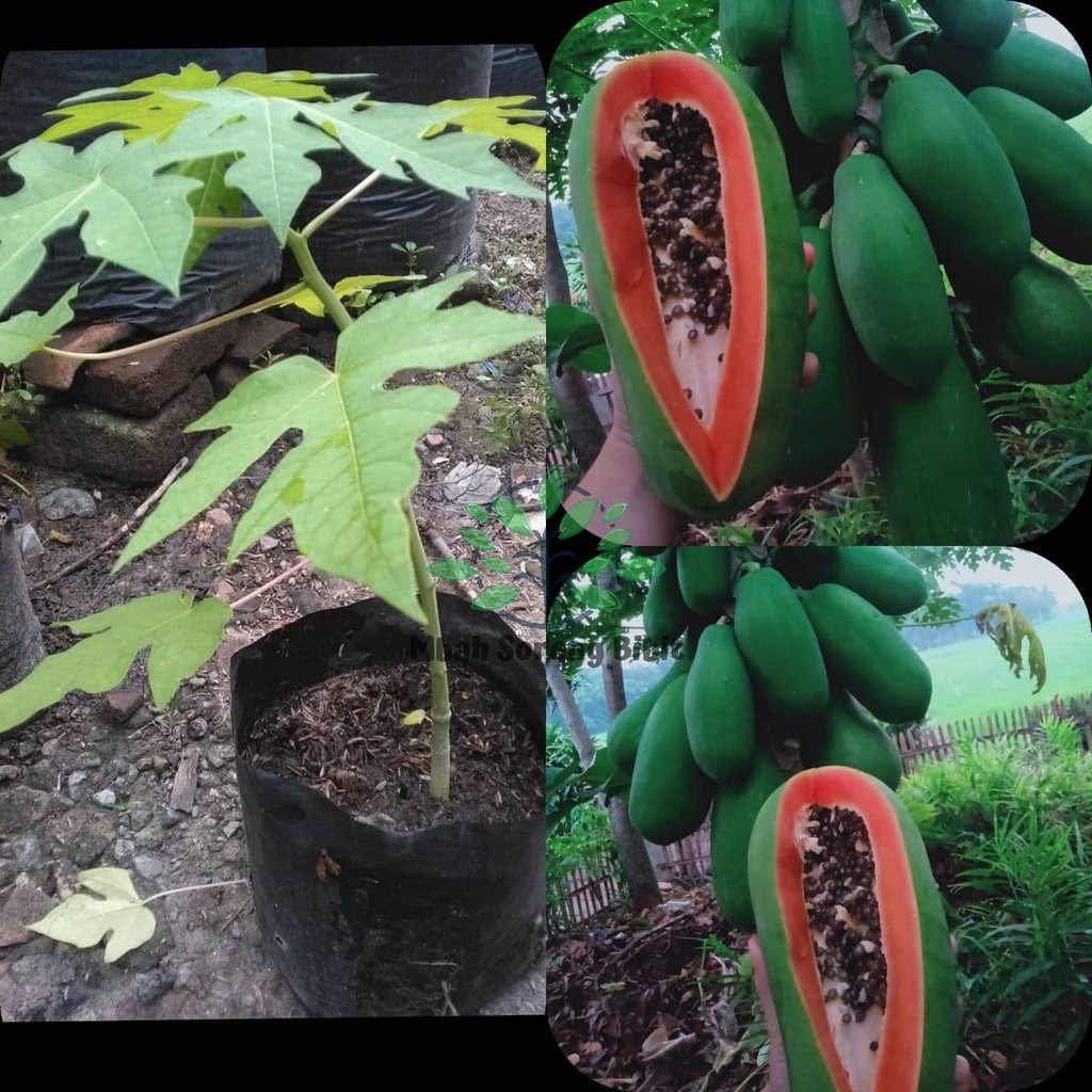 Bibit Pepaya California - Bibit Pepaya Import