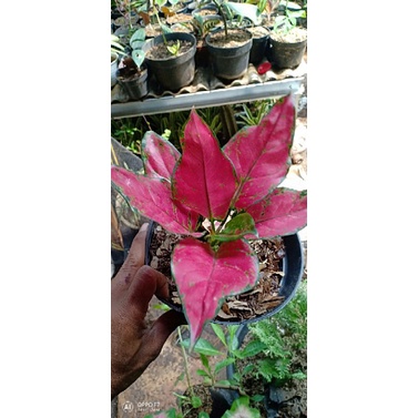 Aglonema pink katrina