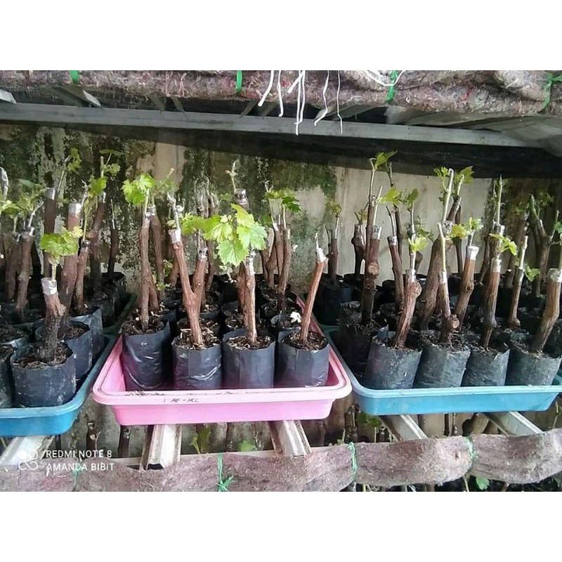 Grafting anggur import paket 200 dapat 5