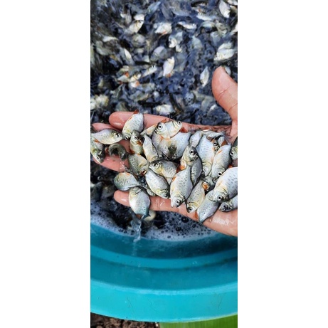 

Benih ikan Bawal uk korek gas.3-4 cm