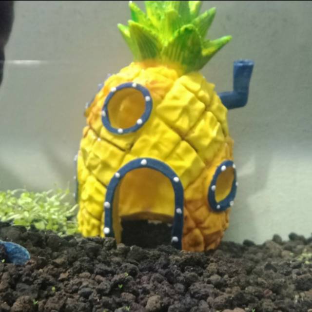 Hiasan aquarium aquascape rumah spongebob / rumah nanas import